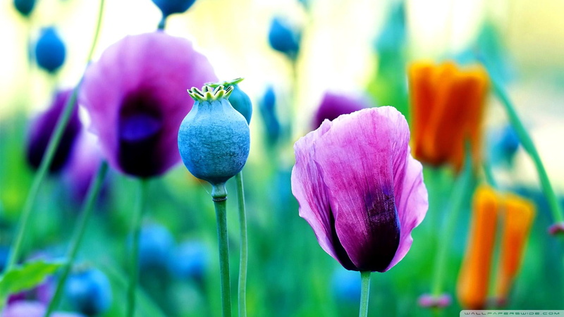 spring, flowers, 1080P, 3d and abstract, beatiful, colours, poppies, purple
