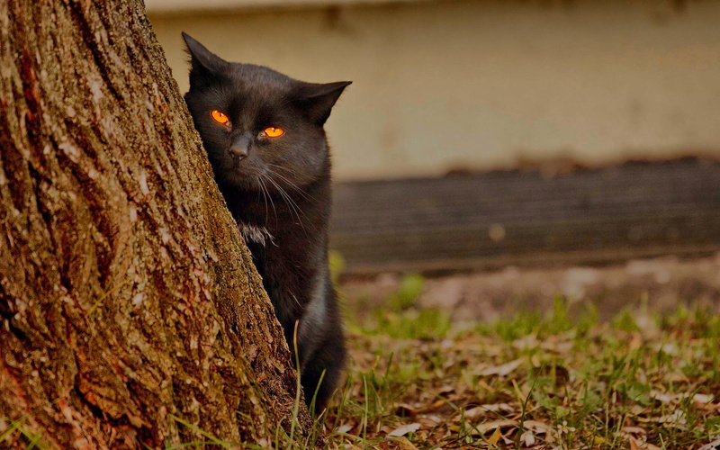 1080P, happy, beatiful, animal, spy, cat, animals