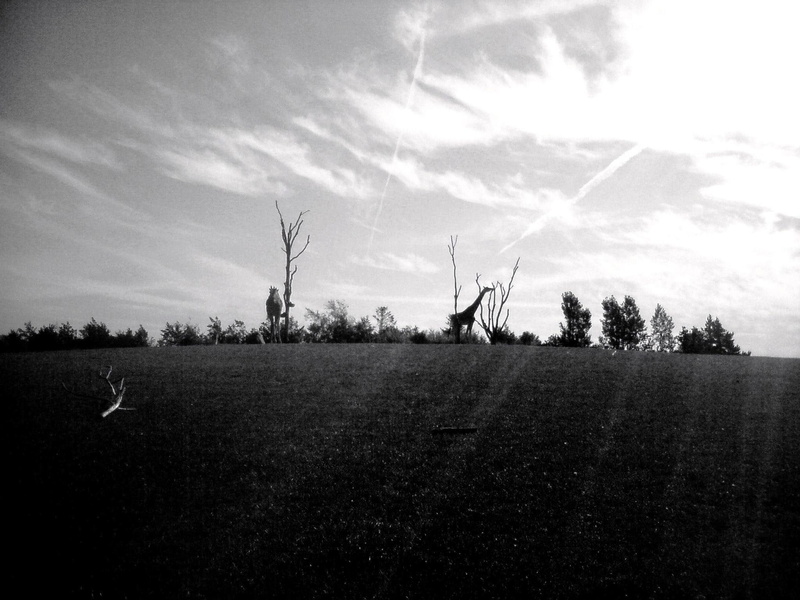 trees, abstract, beatiful, terrain, wild, 1080P, animals, forrest