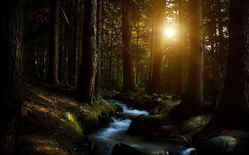 forest, trees, sun, 1080P, tree, sunset, photo, lake, beatiful, beautiful, landscape, rays, nature and landscapes, piercing