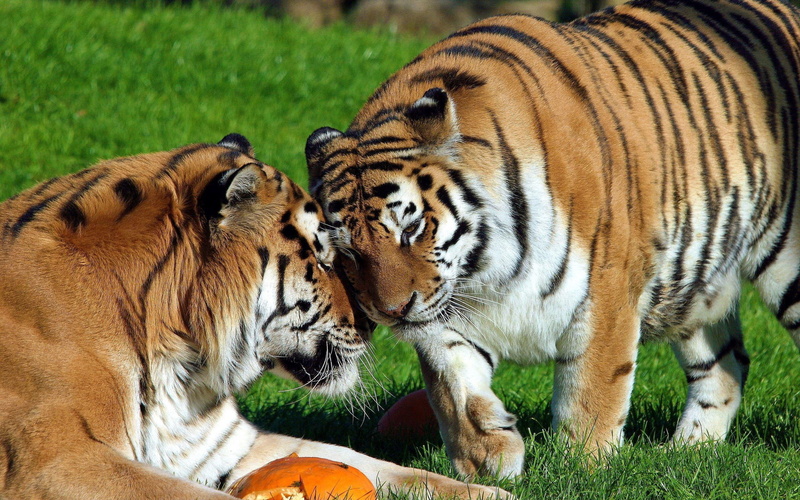 beatiful, animals, two, 2K, beautiful, tiger, big cat, tigers