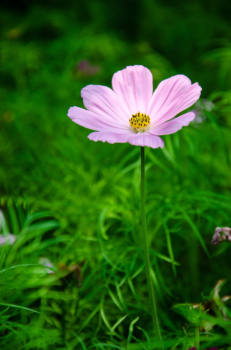 growth, lonely, 4K, green, no people, freshness, cosmos flower, petal, beauty in nature, plant, focus on foreground, flower, one, vulnerability, green color