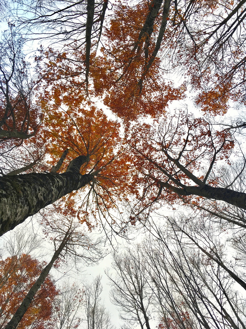 red, 4K, orbaizeta, autumn, day, land, cold temperature, low angle view, tree, tree canopy, outdoors, trunk, spain, tree trunk, growth, scenics - nature