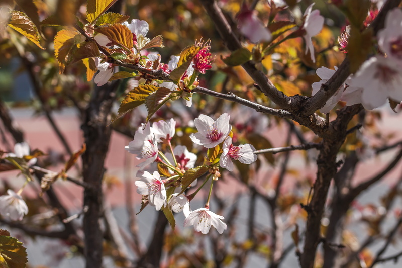 petal, bright, park, 5K, blooming, blossom, leaves, selective focus, light, petals, twig, season, cherry tree, color, beautiful, flora, spring, fresh
