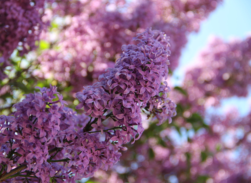 purple, russia, flowering plant, spring, nature, day, springtime, beatiful, inflorescence, lilac, focus on foreground, close-up, petal, vulnerability, no people