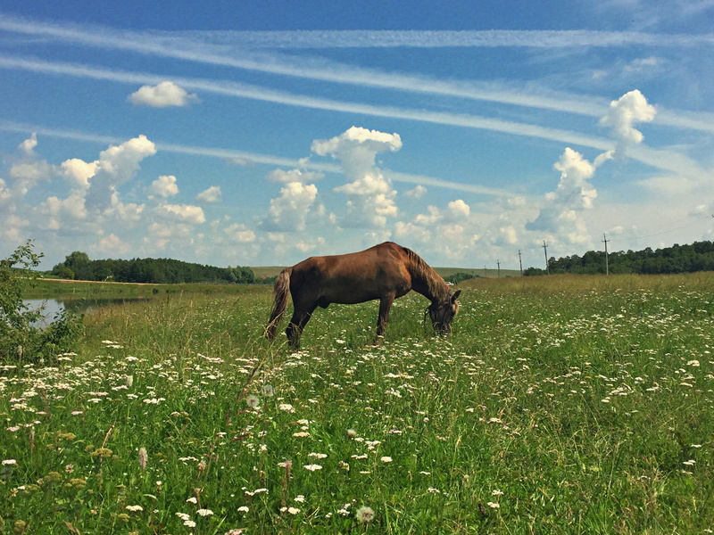 animal, blue, horse, grazing, environment, green, pets, forest, land, sky, tatarstan, vertebrate, domestic, landscape, domestic animals, green color, nature