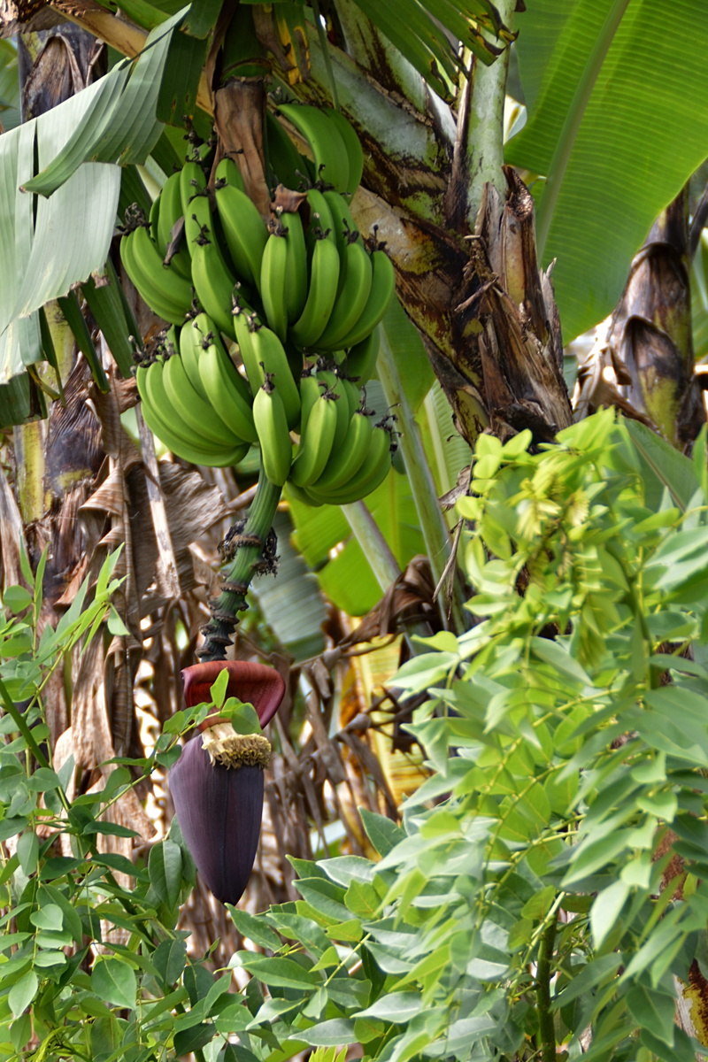 fruit, natural, food and drink, exotic, plant, green color, no people, growth, wellbeing, 4K, banana, plants, rico, ripe, healthy, bunch, healthy eating