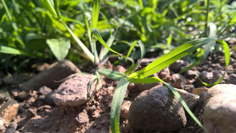 green, leaf, dirt, gardening, planting, day, new life, nature, growth, outdoors, green color, beatiful, land, plant, beginnings, field, sapling, seedling