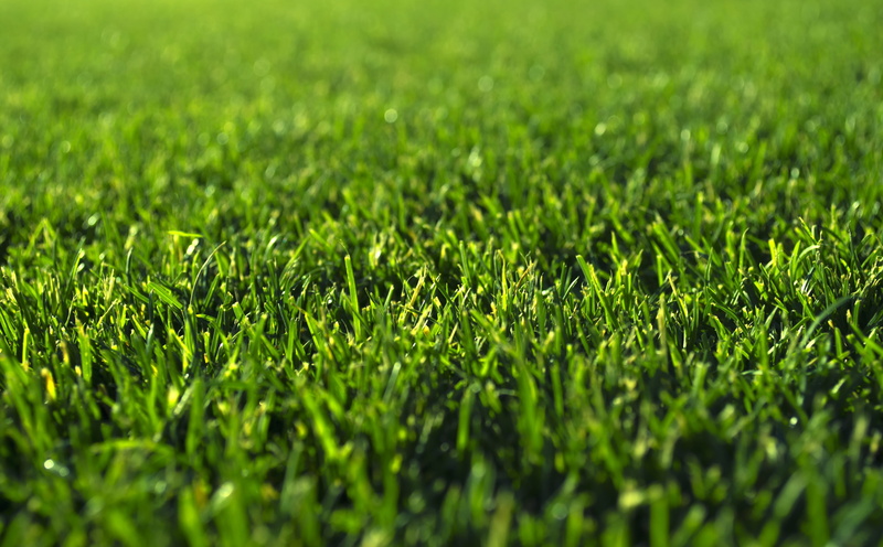 grassy, day, green, full frame, landscape, field, foliage, green color, beauty in nature, Aero, selective focus, growth, nature, 5K, tranquility, plant