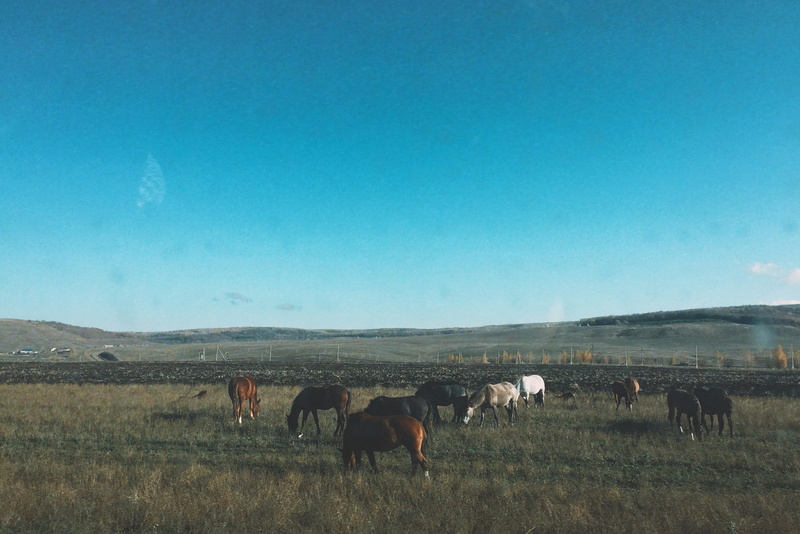 animal wildlife, domestic animals, group of animals, environment, vertebrate, pets, livestock, green, horses, russia, animals in the wild, no people, nature