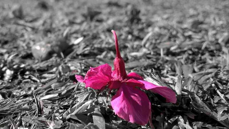 plant, day, pink color, beauty in nature, close-up, flower, beatiful, growth, petal, isolated color, nature, no people, 1080P, garden, outdoors, wonderful