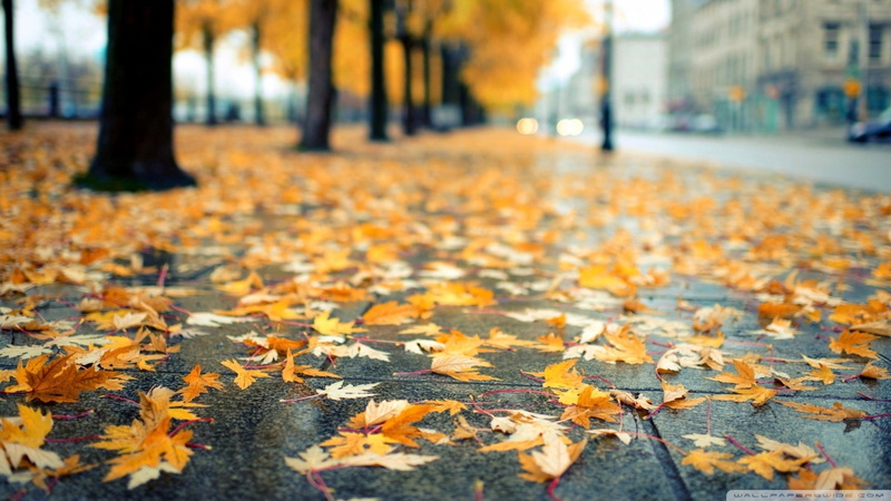 maple leaf, footpath, plant part, orange color, leaves, no people, surface level, autumn collection, tree, 1080P, urban, beauty in nature, nature, fall
