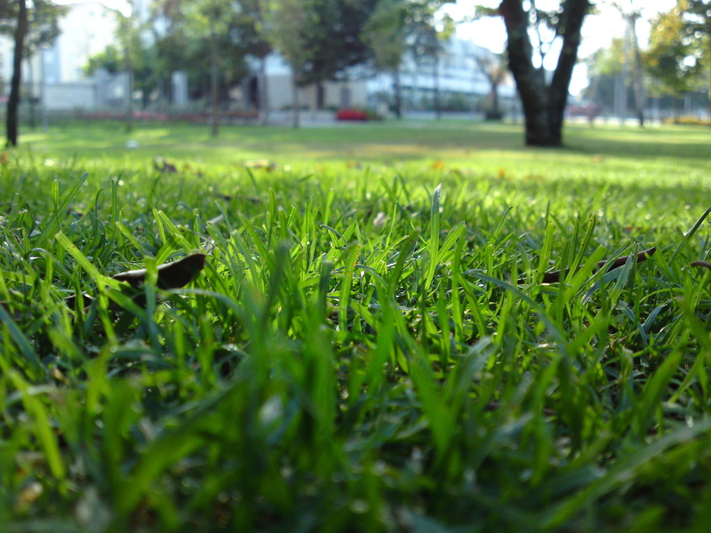 field, grass, tranquility, close-up, no people, day, nature, surface level, outdoors, 2K, tranquil scene, tree, park - man made space, landscape, beauty in nature