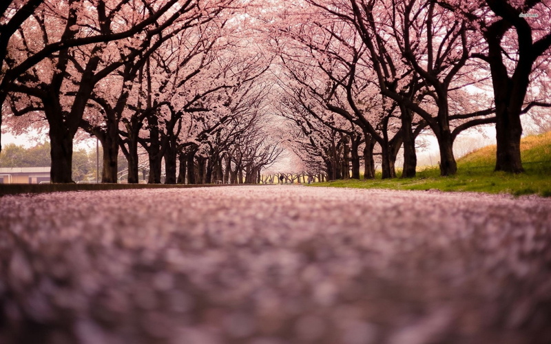 tree trunk, road, treelined, cherry, blossoms, diminishing perspective, autumn, springtime, bare tree, nature, park - man made space, beauty in nature
