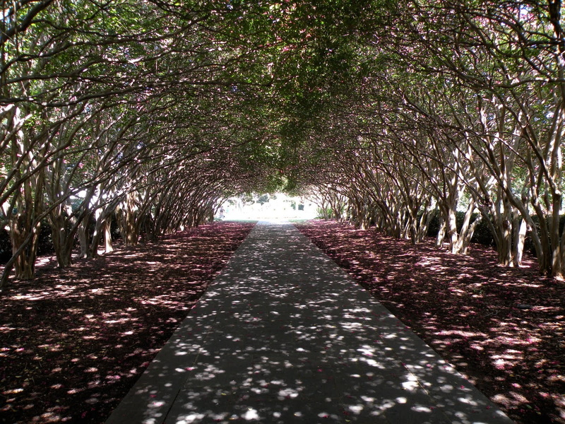 vanishing point, tranquility, outdoors, transportation, beauty in nature, scenics - nature, diminishing perspective, treelined, land, no people, tree, surface level