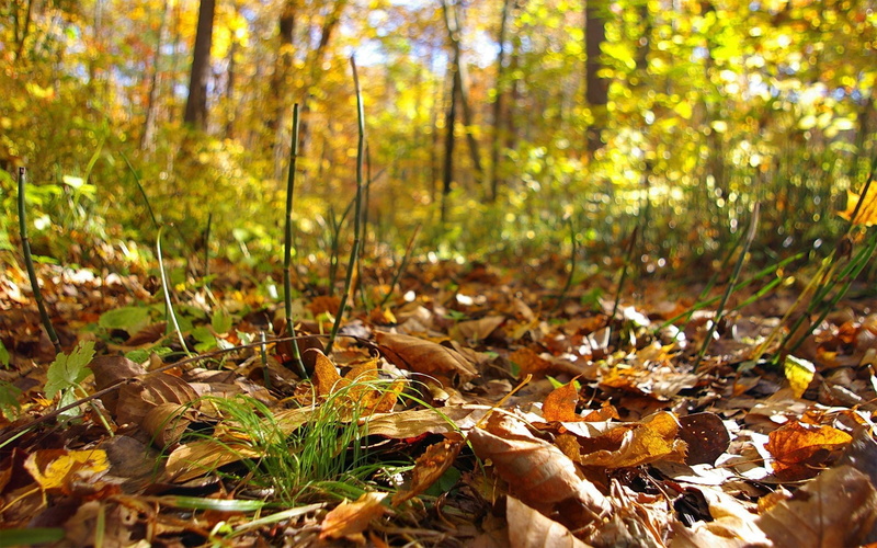focus on foreground, beauty In Nature, park - Man Made Space, october, leaf, environment, field, falling, land, color Image, fall, dry, change, lush Foliage