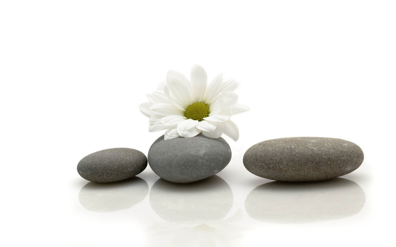 stability, Daisy, white, stone - Object, beauty in nature, flowering plant, tranquil Scene, no People, pebble, spa Treatment, flower, nature, freshness