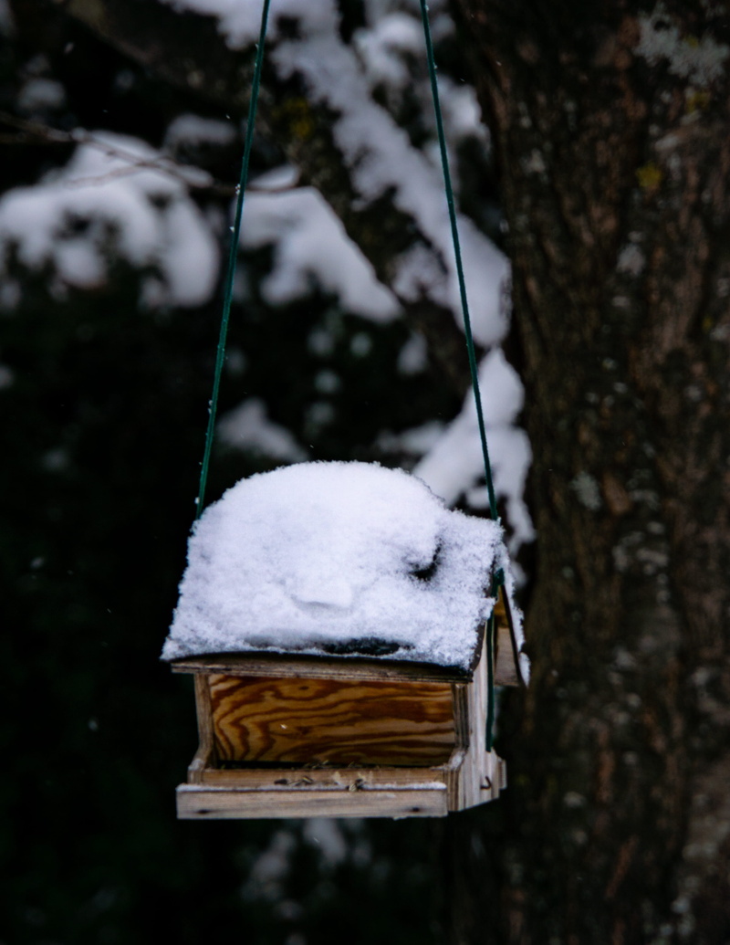 container, towel, plant, no people, focus on foreground, wooden, blur, bird feeder, blue jay, austria, pottery, hole, food and drink, jay, bird house, brown