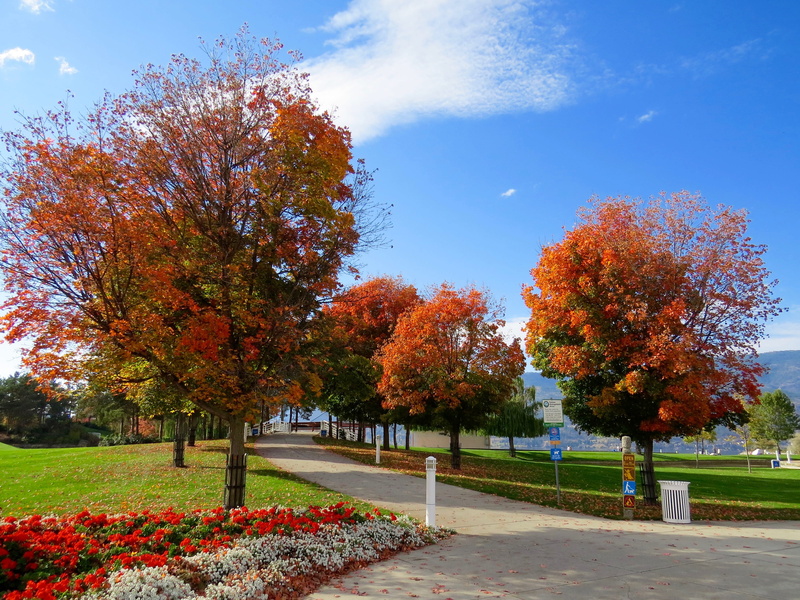 growth, season, plant, 4K, bin, park, treelined, daylight, pathway, sky, change, garden, road, environment, scenic, fall, footpath, bright, park - man made space