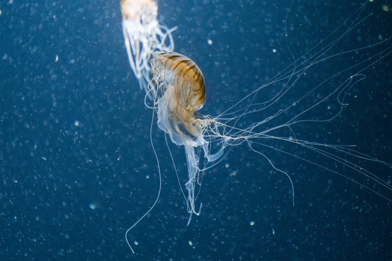 blue, swimming Animal, bubble, underwater, zoo, underweater, nature, water, backgrounds, box, sea, wildlife, nervum, stinging, tentacle, berlin, bokeh