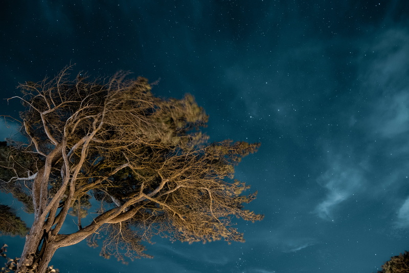 low, photo, scenics, trunk, night sky, winter, forest, landscape, nebula, sky, long exposure, dark, cloud, nervum, motion blur, backgrounds, moonlight