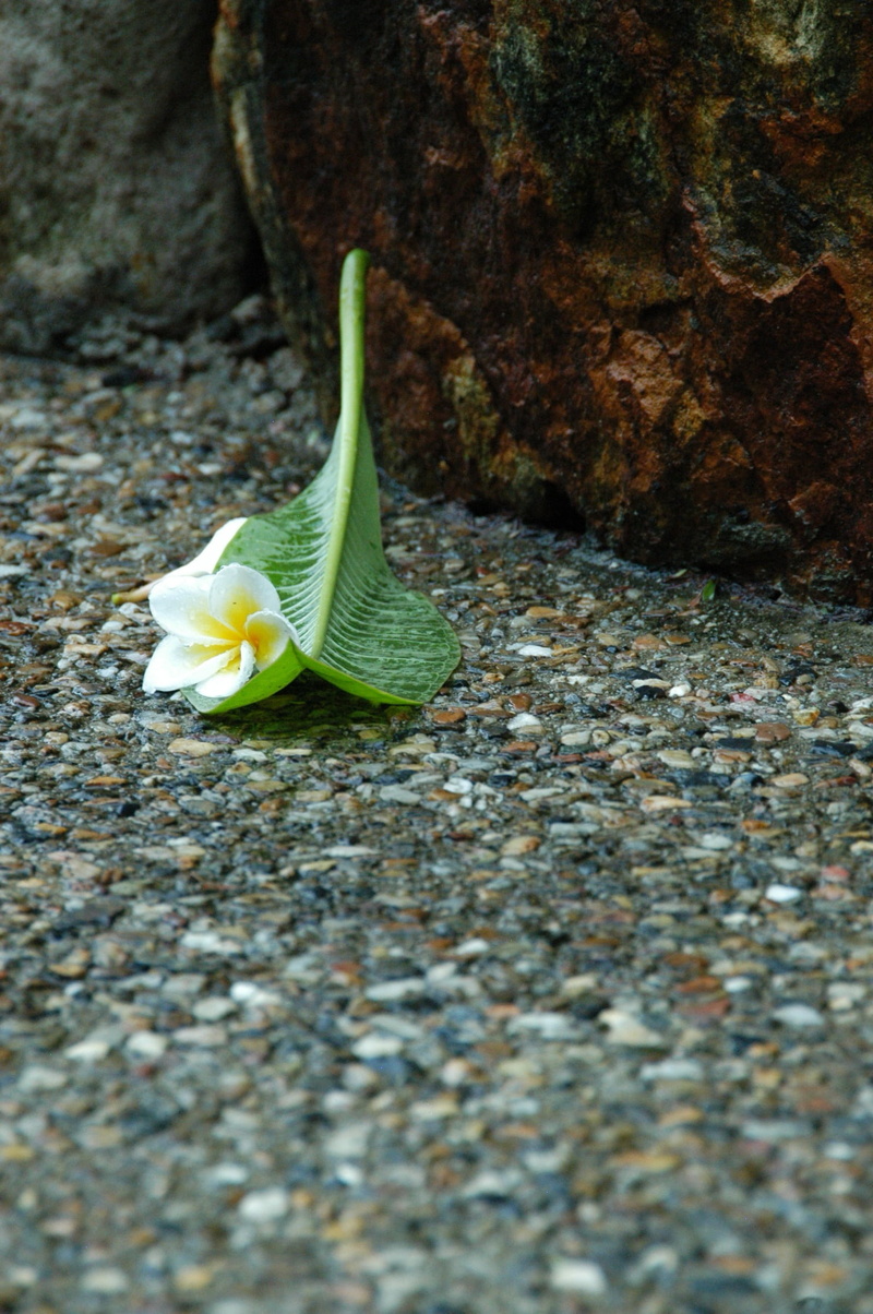 close-up, sidewalk, pavement, no people, jasmine, pebble, rock - object, paving, flower, outdoors, fragility, beauty in nature, leaf, street, green color