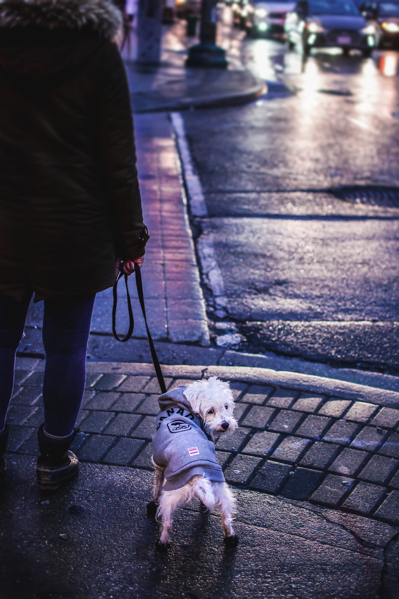 street, day, dog fashion, night, leash, puppy, feels, dog, domestic, mammal, cold, rain, pets, sidewalk, perspective, urban, footpath, moody, walking, winter
