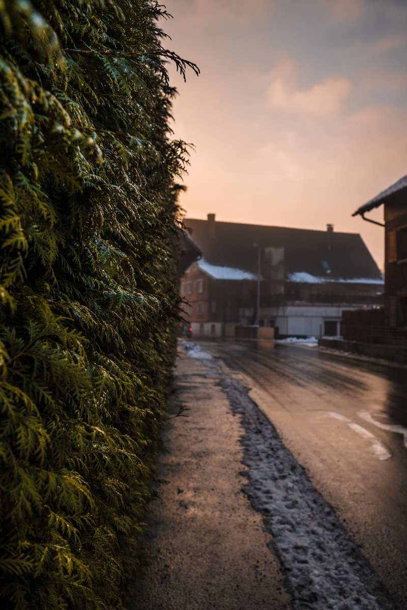 building, nature, fog, wet road, sidewalk, tree, wet, footpath, direction, 5K, plant, near, green, the way forward, cloud - sky, outdoors, no people, focus on foreground