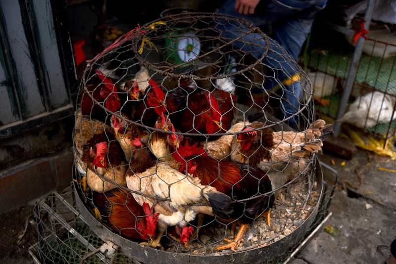 animal, outdoors, ball, fisheye, food, poultry, fishing industry, vietnam, human, bird, soccer, space, universe, vertebrate, fowl, person, flock, day, retail