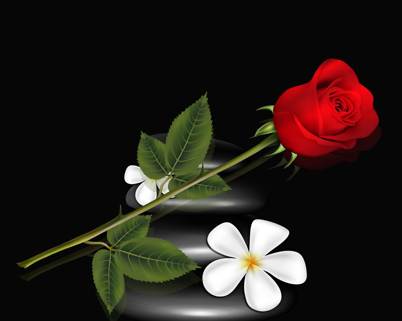 studio shot, indoors, flower arrangement, floral, plant, bouquet, red flower, plant part, freshness, tulip, fragility, rose, flower, vulnerability, frangipani
