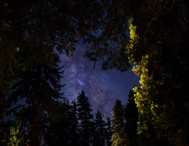 tranquil scene, time, tree, astronomy, green, night, night skty, starry sky, tree sky, no people, forest top, conifer, star - space, trees, growth, tranquility