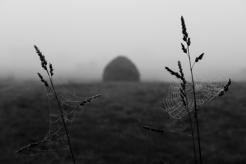 grey scale, galicia, grey, web, 5K, xf, Spider Web, fujinon, nature, Plants, galiza, teo, f2, fujifilm  x-pro2, wr, spider, scale