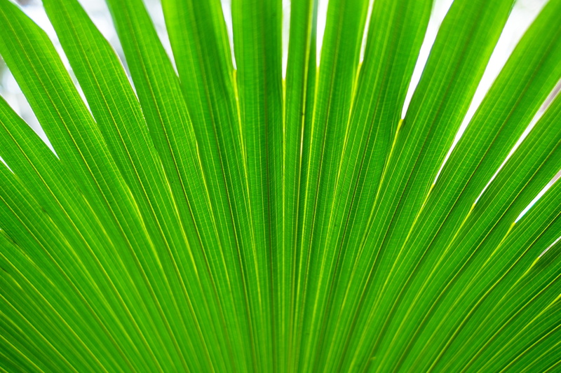 macro, green Color, leaf, palm Tree, backgrounds, close-up, 2K, anahaw, nature, Fujinon, abstract, 4R, Bloedel Conservatory, tropical Climate, freshness