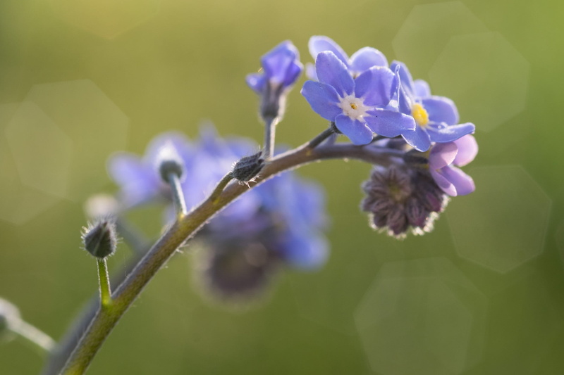 flowers, best camera, Moments, street, X-T1, plant, macro photography, springtime, nature, photo, france, Le Mans, flower, close-up, in bloom, White, Forget me Not