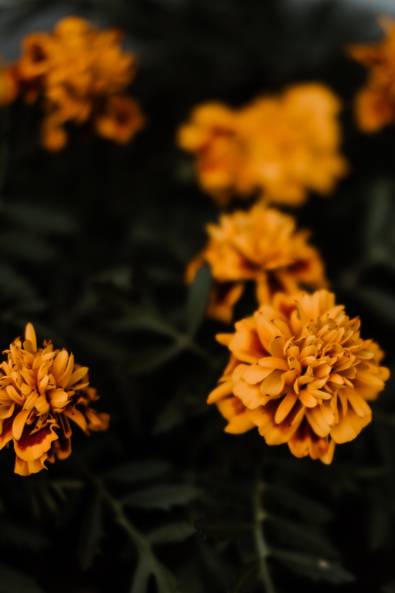 outdoors, 35mm, close-up, blossom, fragility, yellow, orange color, petal, selective focus, freshness, flower head, no people, flowers, earth, macro, 4K