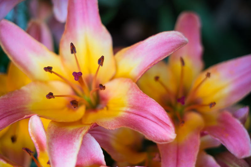 stamen, Lilies, focus, floral, pink Color, pink, Burst, flower, selective, selective focus, nature, Bloedel Conservatory, photo, close-up, anther, flower Head