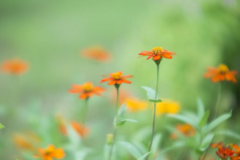 summer, meadow, petaled, Xenon, plant, outdoors, nature, 2K, closeup photography, closeup, F0, Flower, impression, photography, grass, Schneider, yellow