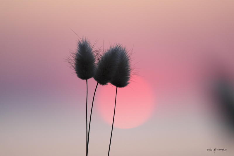 France, Notre-Dame-de-Monts, Fuji, rose, black, silhouette, lièvre, sur, plant, X-E1, nature, Lagurus ovatus, OIS, Fujifilm, queue, LM, bokeh, gray, 4K