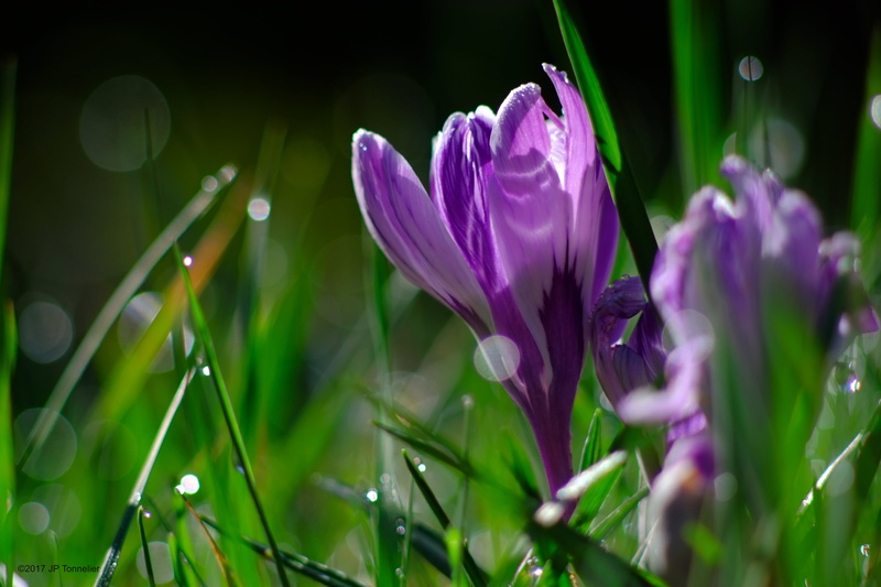 Rosée, macro, Proxi, OM, nature, freshness, photography, 4K, beauty In Nature, springtime, close-up, flower, lens, X-E1, plant, grass, outdoors, France