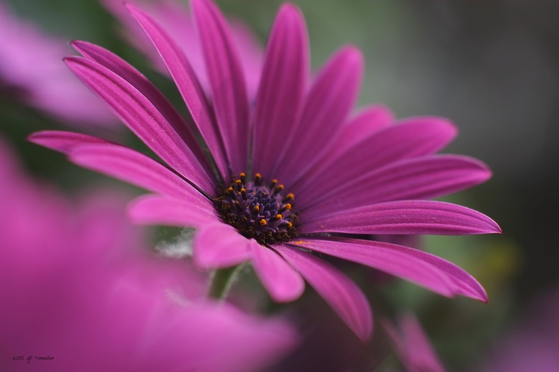 En, OM, daisy, shift, lens, Fleur, nature, summer, Flower, pink, 4K, close-up, f2, beauty In Nature, tilt shift lens, France, plant, petal, mauve, ngc