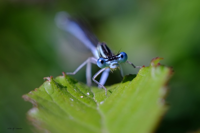 Lens, 4K, OM, Fujifilm, bokeh, green leaf, X-E1, bleu, green, leaf, Fuji, f2, Blue eyes, Demoiselle, macro