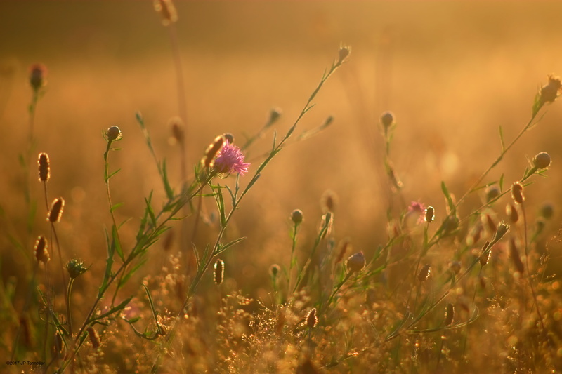 flare, OM, 4K, shallow focus, nature, Lens, bokeh, pink and brown, meadow, flower, Fujifilm, field, f2.8, flowers, grass, X-E1, fuji, shallow, brown, couchant