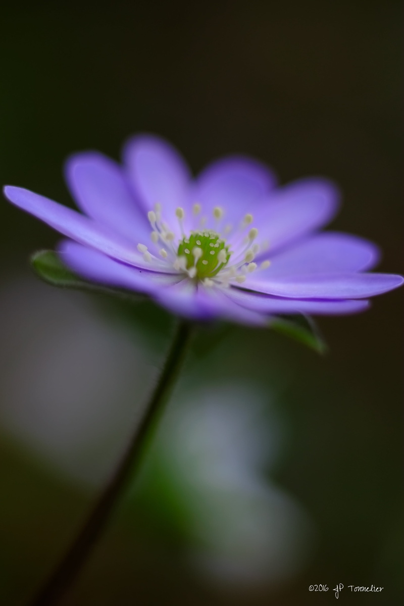 X-E1, Lens, beauty In Nature, f2, Fujifilm, Midi-Pyrénées, closeup photography, flower, closeup, purple, close-up, Macro, petaled, petal, summer, nature