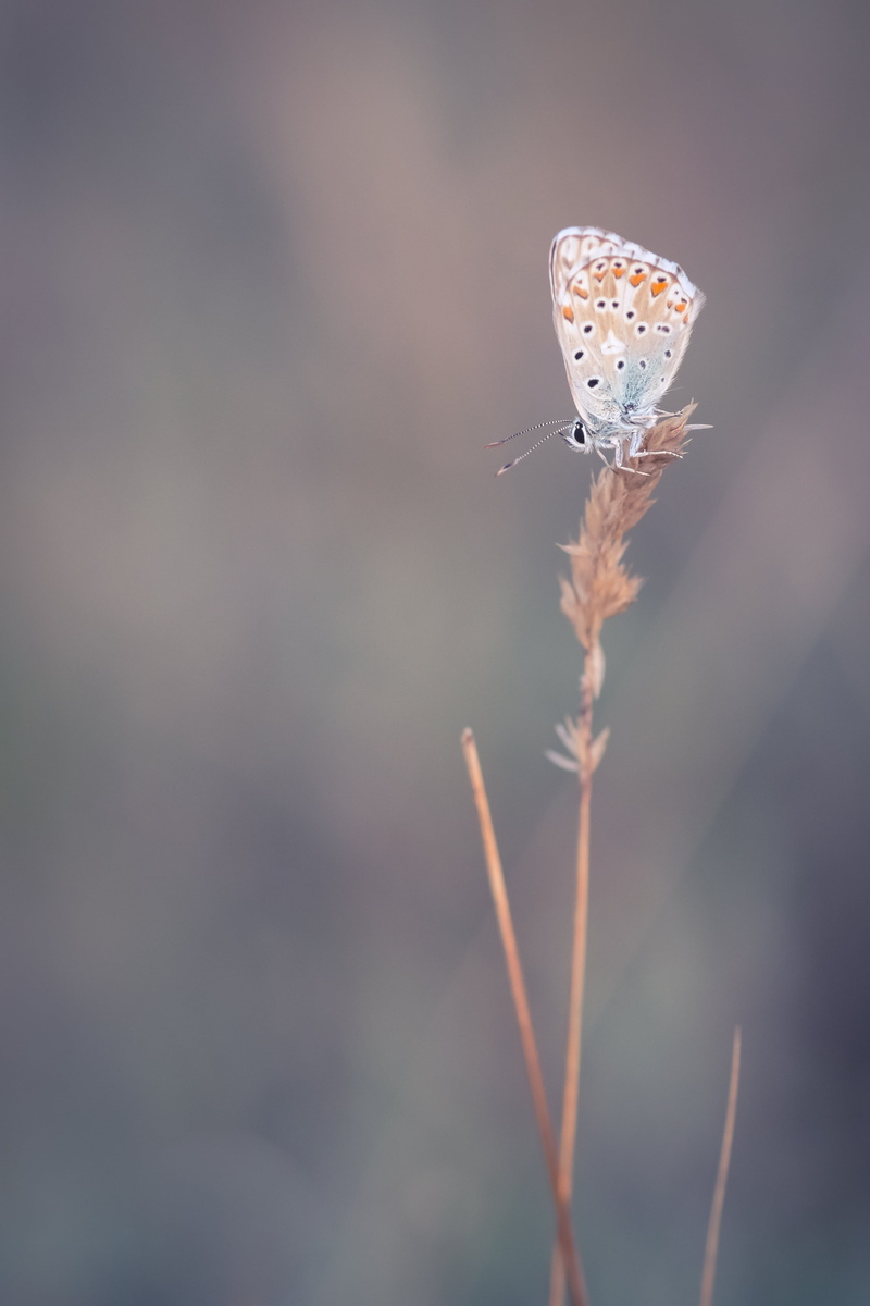 summer, white, nature, close-up, daytime, proxy, papillon, 4K, butterfly - Insect, outdoors, macro, insect, butterfly, photography, Argus, shallow, beauty In Nature