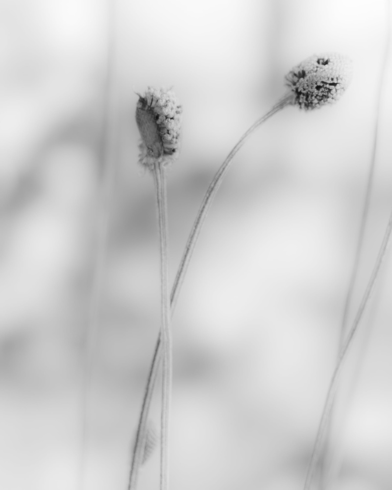 crop  art, flower, black and white, grayscale, nature, meadow, 2K, photography, grass, Winters, stem, Treasure, macro, x-e1, plant, close-up, fuji