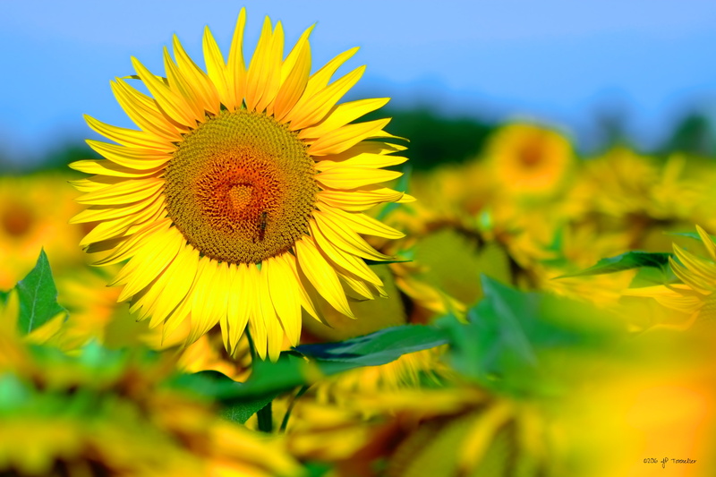 focus, bokeh, 4K, farm, Lens, flower, shallow focus, plant, nature, jaune, photography, summer, seed, rural Scene, outdoors, growth, yellow, blue, sunlight