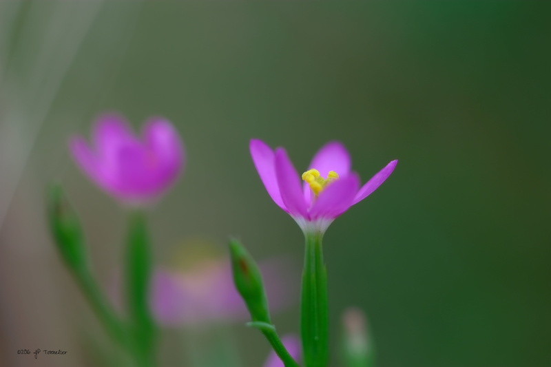 4K, X-E1, f2, II, close-up, purple, Fuji, flowers, France, petaled, beauty In Nature, Macro, close, nature, Lens, Fujifilm, flower, Fleur, et, plant, pink Color