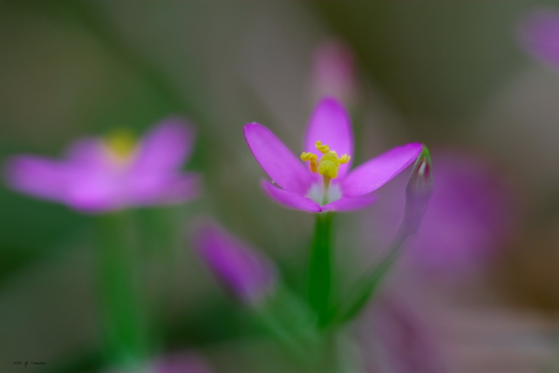 OM, Haute-Garonne, FLEUR, focus, petal, France, f2, photography, purple, Lens, beauty In Nature, pastel, plant, selective, X-E1, pink Color, bokeh, purple flower