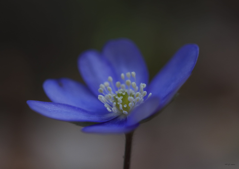 France, Une, closeup, poppy, Bokeh, f2, Midi, Anemone, macro, photo, Anémone, fujifilm  X-E1, 2K, Roquefort-les-cascades, Lens, Ariege, OM, flower, purple