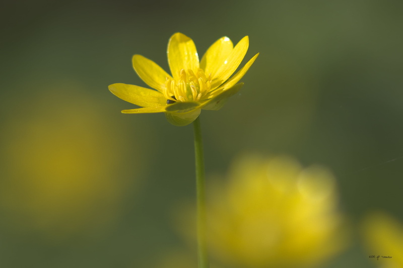 OM, Flower, summer, beauty In Nature, France, si, Haute-Garonne, f2.8, 2K, plant, Macro, fujifilm  X-E1, petal, Midi-Pyrénées, Fleur, springtime, petaled
